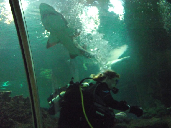 shark1
