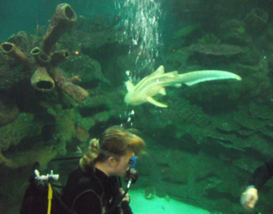shark2
