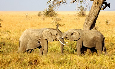 elephant_kenya_safari