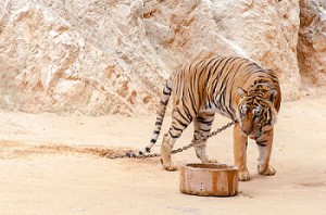 Tiger at Temple in Kanchanaburi, Thailand
