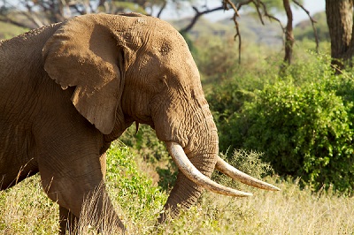 Male African elephant in Amboseli National park