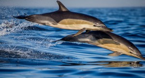 Dolphins jumping out of water 