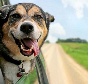 dog hanging tongue out of mouth with ears blowing in the wind as he sticks his head out a moving car