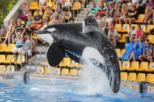 PUERTO DE LA CRUZ, TENERIFE - JULY 4: New Orca Ocean exhibit has helped the Loro Parque become Tenerife's most popular man made attraction on July 4 2012 in Puerto De La Cruz, Tenerife.