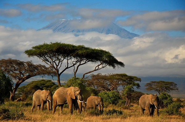 elephants in africa walking through orange grass with tall trees and a mountain in the background