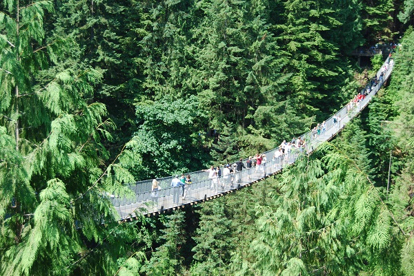 people walking over a suspension bridge in capilano amongst a forest