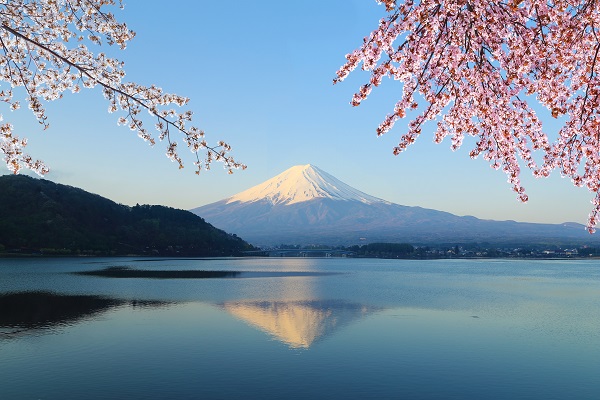 blossom trees arching over lake Kawaguchiko that has mount fuji in the distance