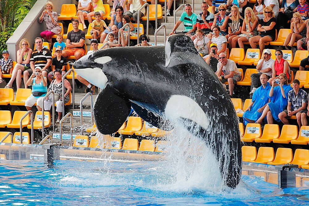 Killer whale jumping in tank in front of audience