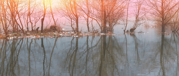 Trees in lake