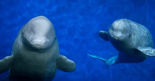 Beluga whale