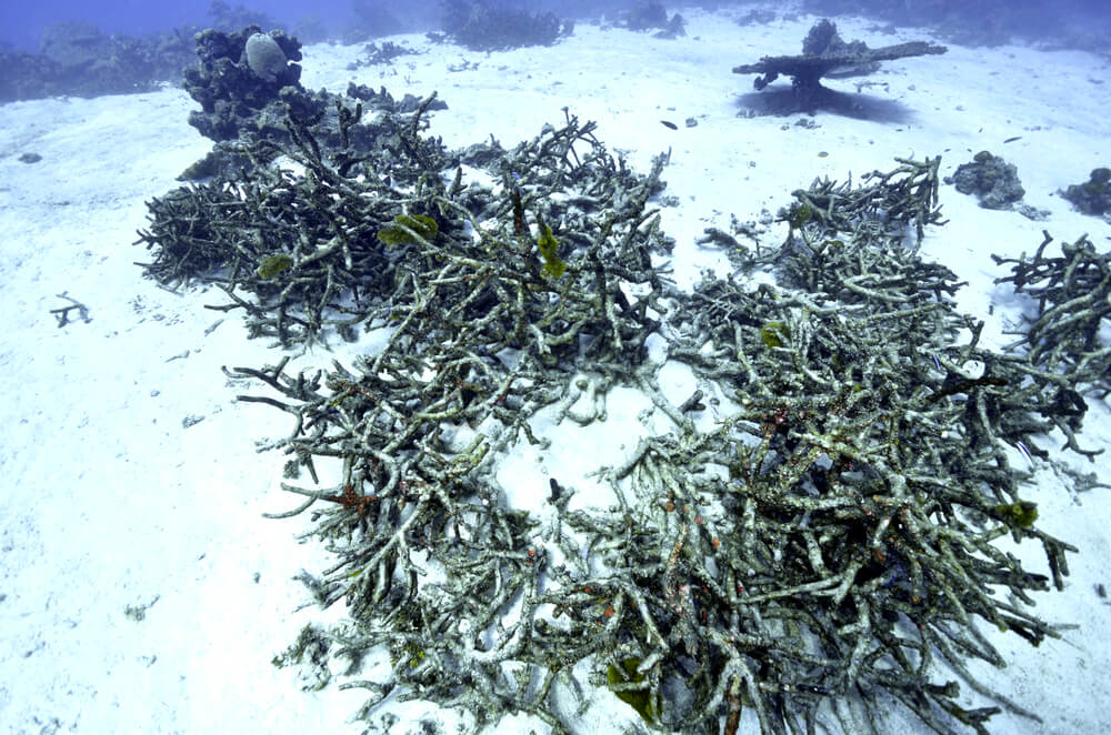 dead reef in atlantic ocean 