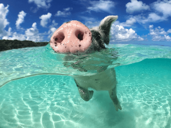 Pig beach Bahamas